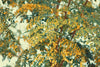Moringa oleifera - Alles, was du über den Wunderbaum wissen musst